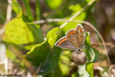 Aricia agestis