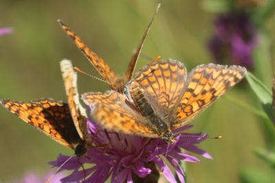 Melitaea phoebe