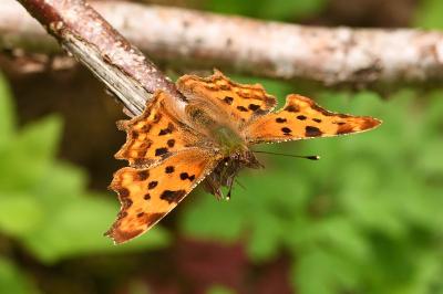 Polygonia c-album