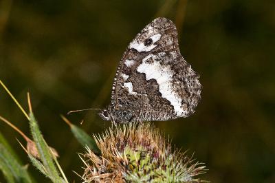 Brintesia circe