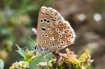 Lysandra bellargus