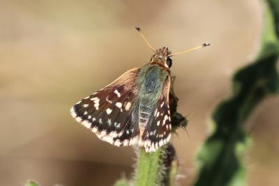 Spialia sertorius