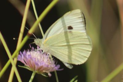 Pieris brassicae