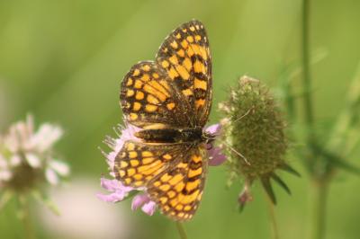 Melitaea celadussa