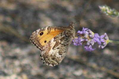 Hipparchia semele