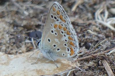 Polyommatus icarus