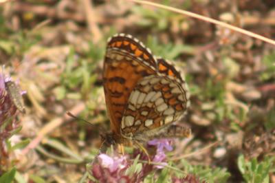 Melitaea celadussa