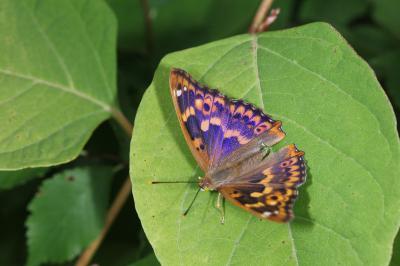 Apatura ilia
