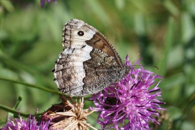 Hipparchia genava
