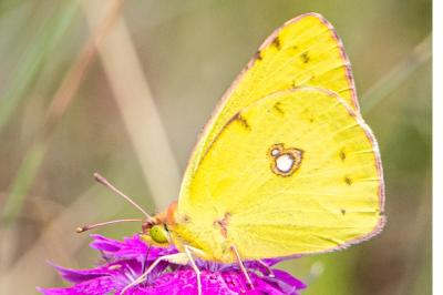Colias crocea