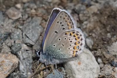 Plebejus idas