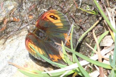 Erebia rondoui goya