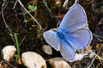Polyommatus icarus