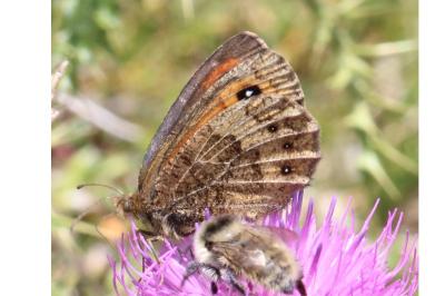 Erebia gorgone