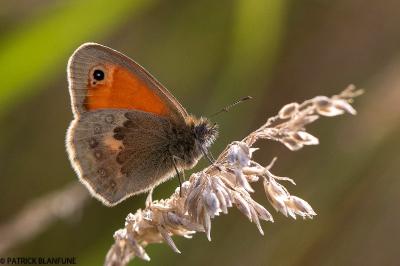 Coenonympha pamphilus