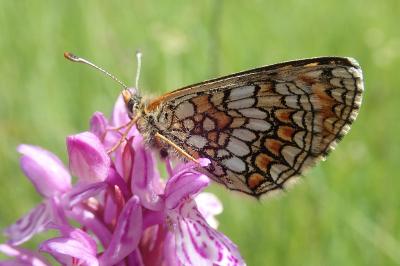 Melitaea parthenoides