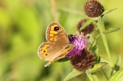 Lasiommata maera