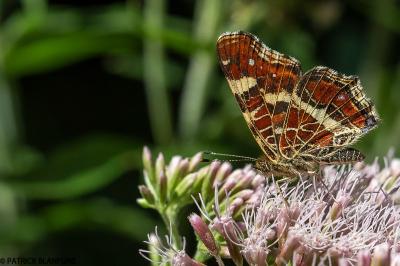 Araschnia levana