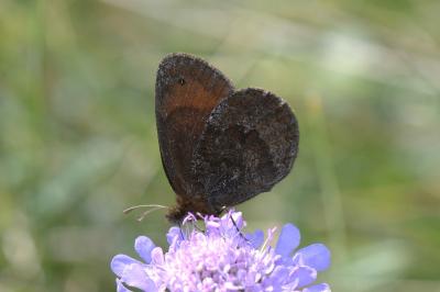 Erebia pronoe