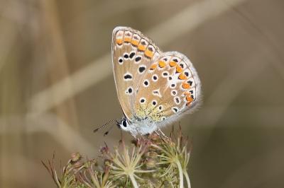 Polyommatus icarus