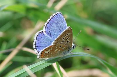 Lysandra bellargus