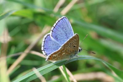Lysandra bellargus