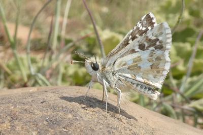 Pyrgus onopordi