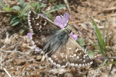 Pyrgus onopordi
