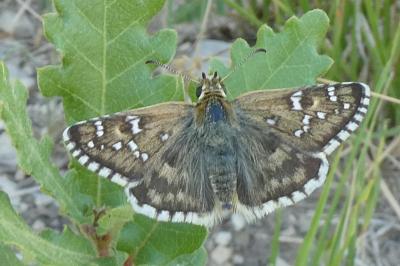 Pyrgus foulquieri