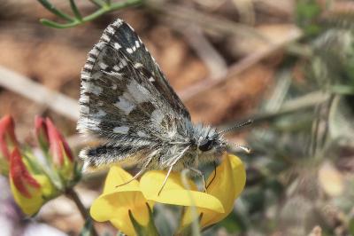 Pyrgus alveus