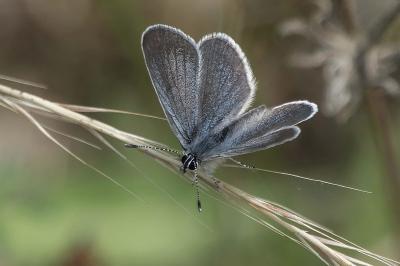 Cupido minimus