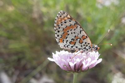 Melitaea didyma