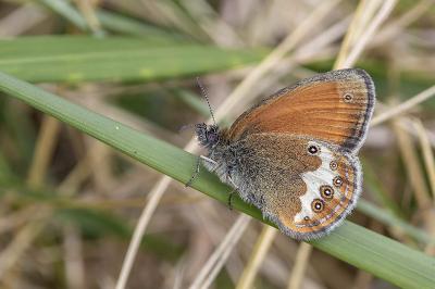 Coenonympha arcania