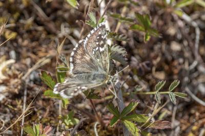 Pyrgus serratulae