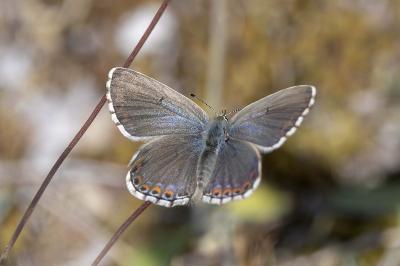Lysandra bellargus