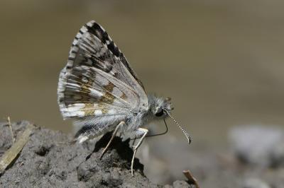 Pyrgus carthami