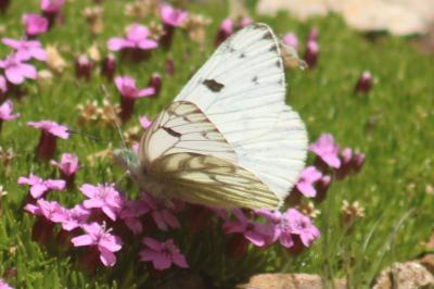 Pontia callidice