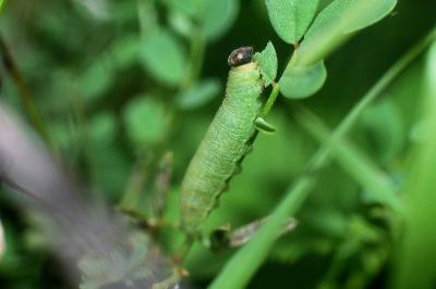 Erynnis tages