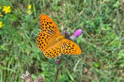 Argynnis paphia