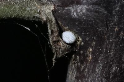 Thecla betulae