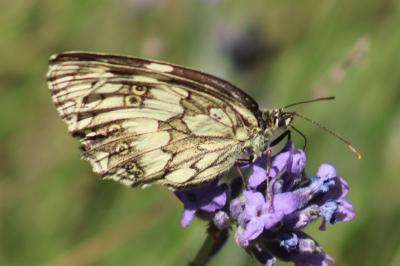 Melanargia galathea