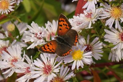 Lycaena phlaeas