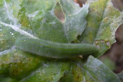 Pieris rapae