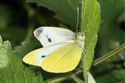Pieris rapae