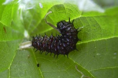 Vanessa atalanta