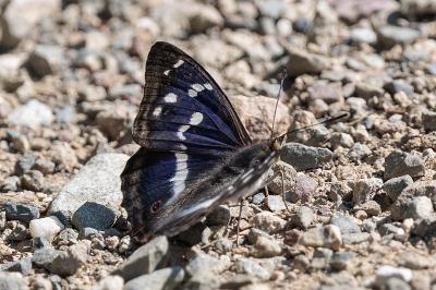 Apatura iris