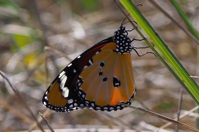 Danaus chrysippus