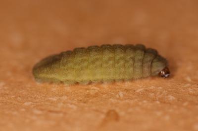 Lampides boeticus