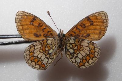 Melitaea parthenoides