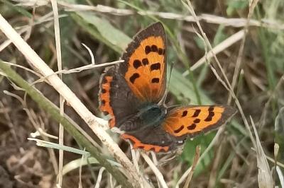 Lycaena phlaeas